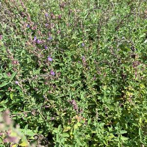 NEPETA faassenii JUNIOR WALKER'S LOW