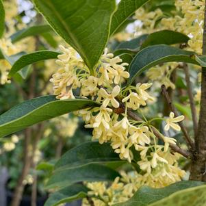 Osmanthus fragrans 