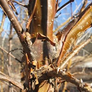 Chionanthus retusus 