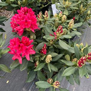 Rhododendron Nova Zembla