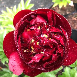 Paeonia Buckeye Belle