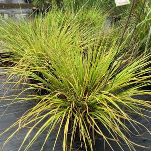 Pennisetum alopecuroides Moudry