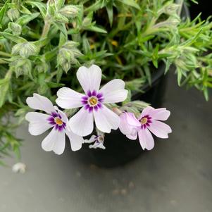 Phlox subulata North Hills