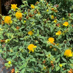 Hypericum frondosum Sunburst