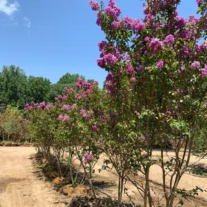 Lagerstroemia indica Catawba