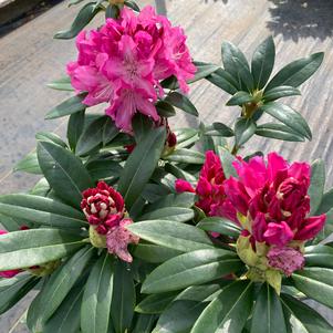 Rhododendron Holden