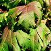 Acer japonicum Emmitt's Pumpkin