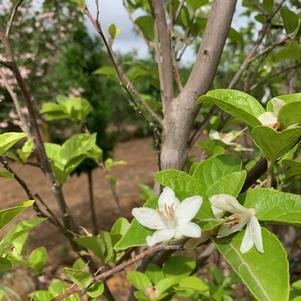 Styrax japonica Emerald Pagoda