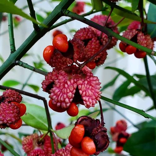 Euonymus Americanus 