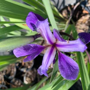 Iris versicolor Purple Flame