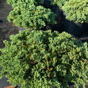 Juniperus procumbens Nana