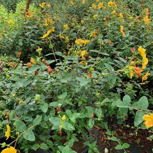 Hypericum Hidcote 