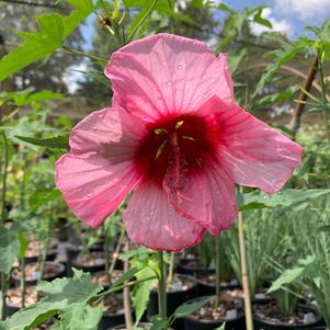 Hibiscus moscheutos Lady Baltimore