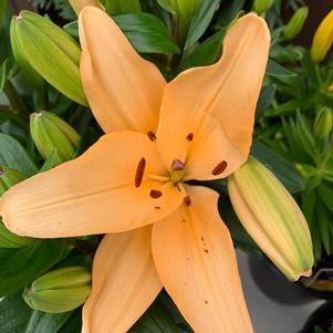 Lilium Lily Looks™ Tiny Moon 