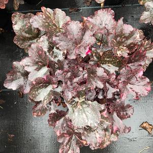 Heuchera Midnight Rose