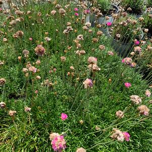 Armeria rubrifolia 