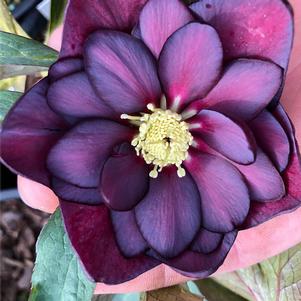 Helleborus Dark & Handsome