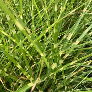 Miscanthus sinensis Little Zebra