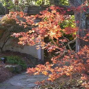 Acer japonicum Aconitifolium