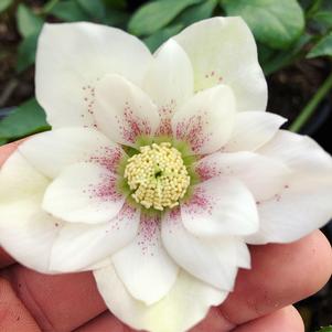 Helleborus Confetti Cake