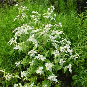 Pycnanthemum muticum 