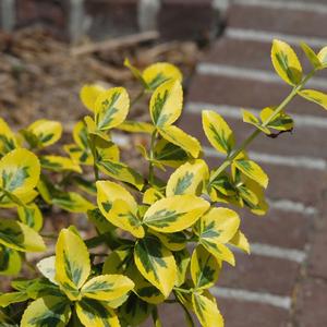 Euonymus fortunei Emerald n' Gold