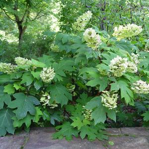 Hydrangea quercifolia 