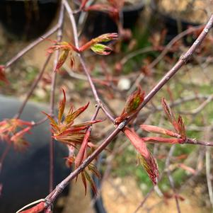 Acer palmatum Orangeola