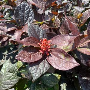 Calycanthus floridus Burgundy Spice (pp28886)