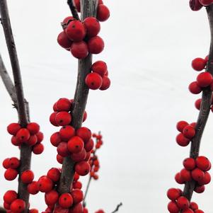 Ilex verticillata Winter Red