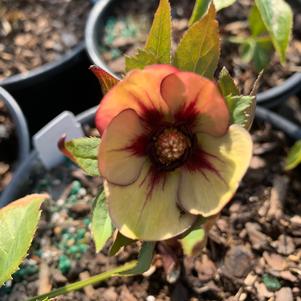 Helleborus Tropical Sunset