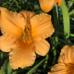 Hemerocallis Apricot Sparkles