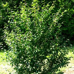 Styrax japonicus 