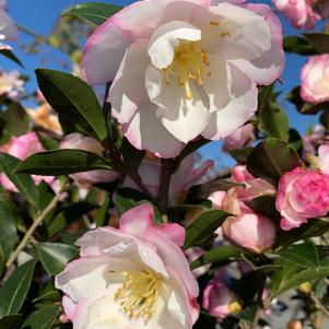 Camellia sasanqua Leslie Ann