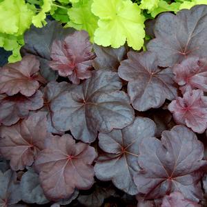 Heuchera Obsidian