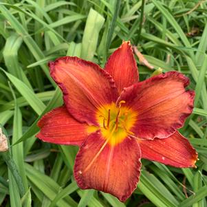 Hemerocallis Chicago Apache