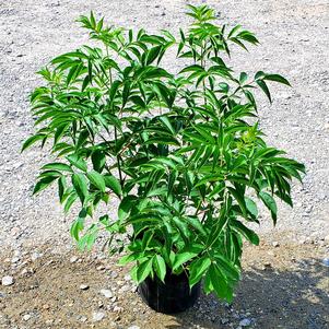 Sambucus canadensis 