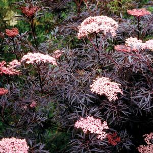 Sambucus nigra Black Lace® 