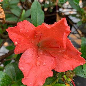 Azalea-Rhododendron Robin Hill hybrid Gillie