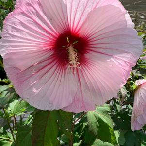 Hibiscus Starry Night