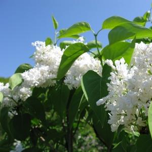 Syringa reticulata Ivory Silk