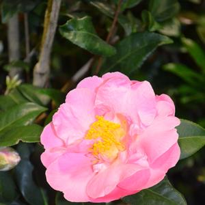 Camellia japonica Cold Hardy Pink Icicle