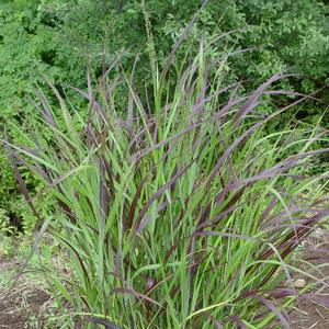 Panicum virgatum Shenandoah