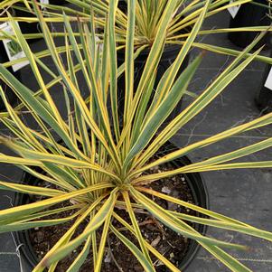 Yucca Bright Edge