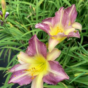 Hemerocallis Blue Sheen