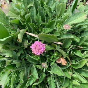 Scabiosa Pink Mist