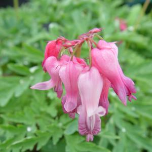 Dicentra eximia 