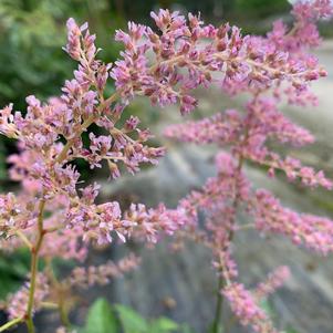 Astilbe Fireworks Pink