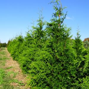 Thuja plicata Green Giant