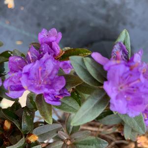 Rhododendron Purple Gem